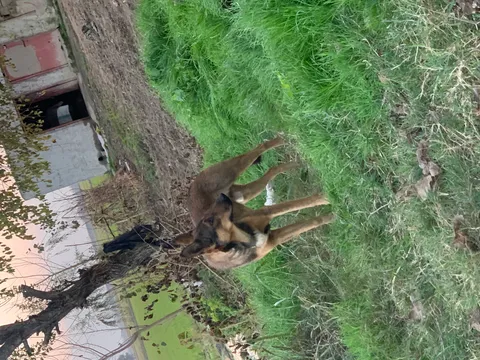 کی تی ام‏، دوک 200‏