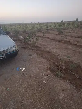 پژو‏، روآ‏، ساده‏