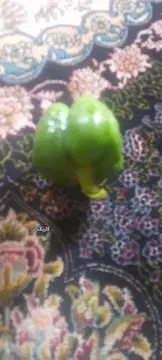 دنا‏، معمولی‏