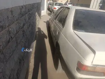 آردی  سفید - تصویر 5