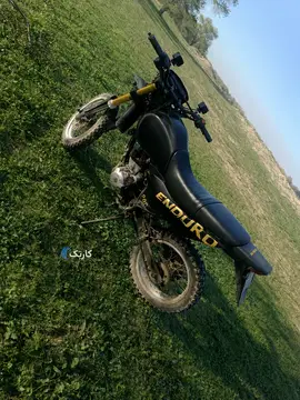 گلدرادیسون کویرT2 - تصویر 4